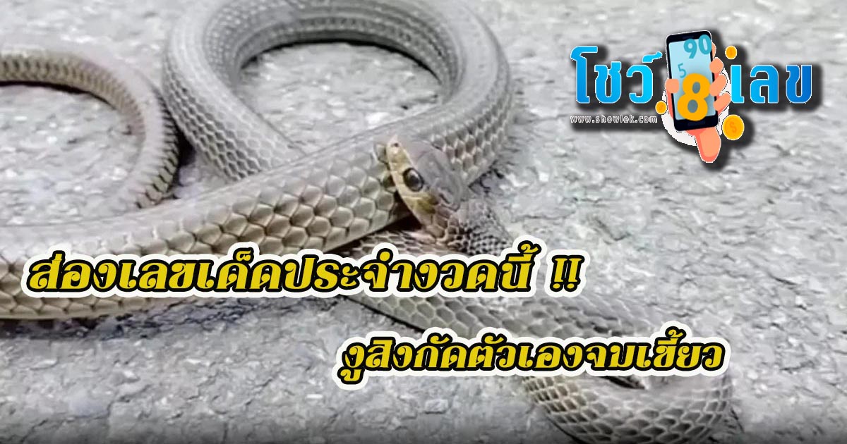 ส่องเลขเด็ดประจำงวดนี้ !! งูสิงกัดตัวเองจมเขี้ยว ตายหน้าบ้าน คอหวยตีเลขเด็ด เชื่อให้โชค คอหวยห้ามพลาด งวดประจำวันที่ 16 ธันวาคม 2566