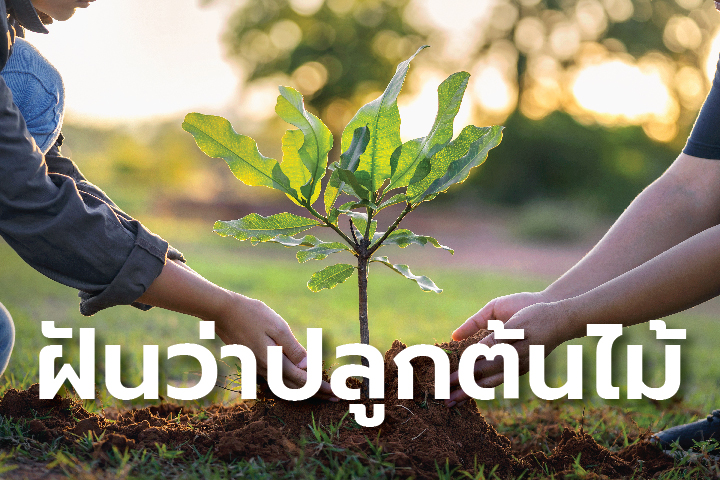 ฝันว่าได้ปลูกต้นไม้มงคล-"Dreaming of planting auspicious trees"