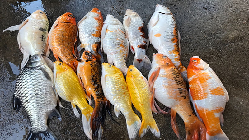 ฝันเห็นน้ำท่วมปลาตาย-"Dream of seeing a flood and dead fish"