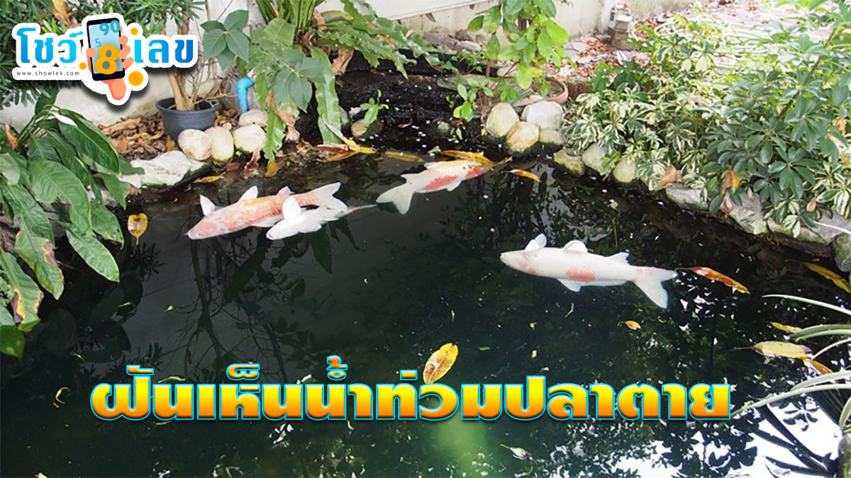 ฝันเห็นน้ำท่วมปลาตาย ทำนายฝันนี้ สื่อถึงอะไร มาดูคำทำนายฝันพร้อมเลขเด็ด แม่นๆ กันได้แล้วที่นี่!! showlek.com