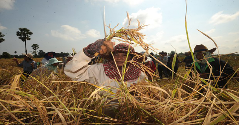 ฝันว่าได้เกี่ยวข้าวกับเพื่อน - "Dreamed of harvesting rice-with friends"