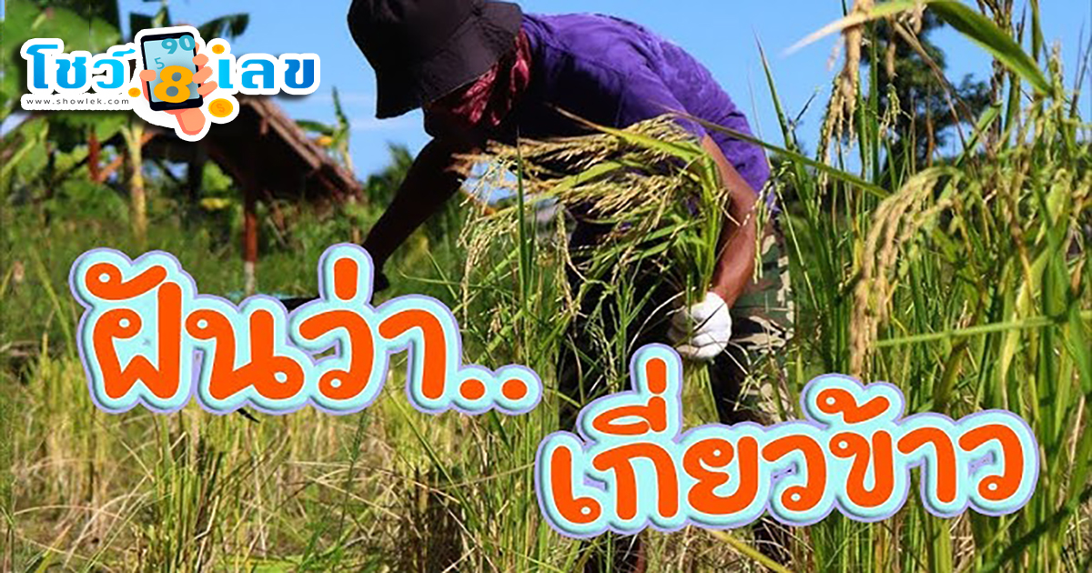 เปิดคำทำนาย ฝันว่าได้เกี่ยวข้าวกับเพื่อน เป็นลางร้ายหรือลางดีมาดูเลขเด็ด พร้อมทำนายฝัน