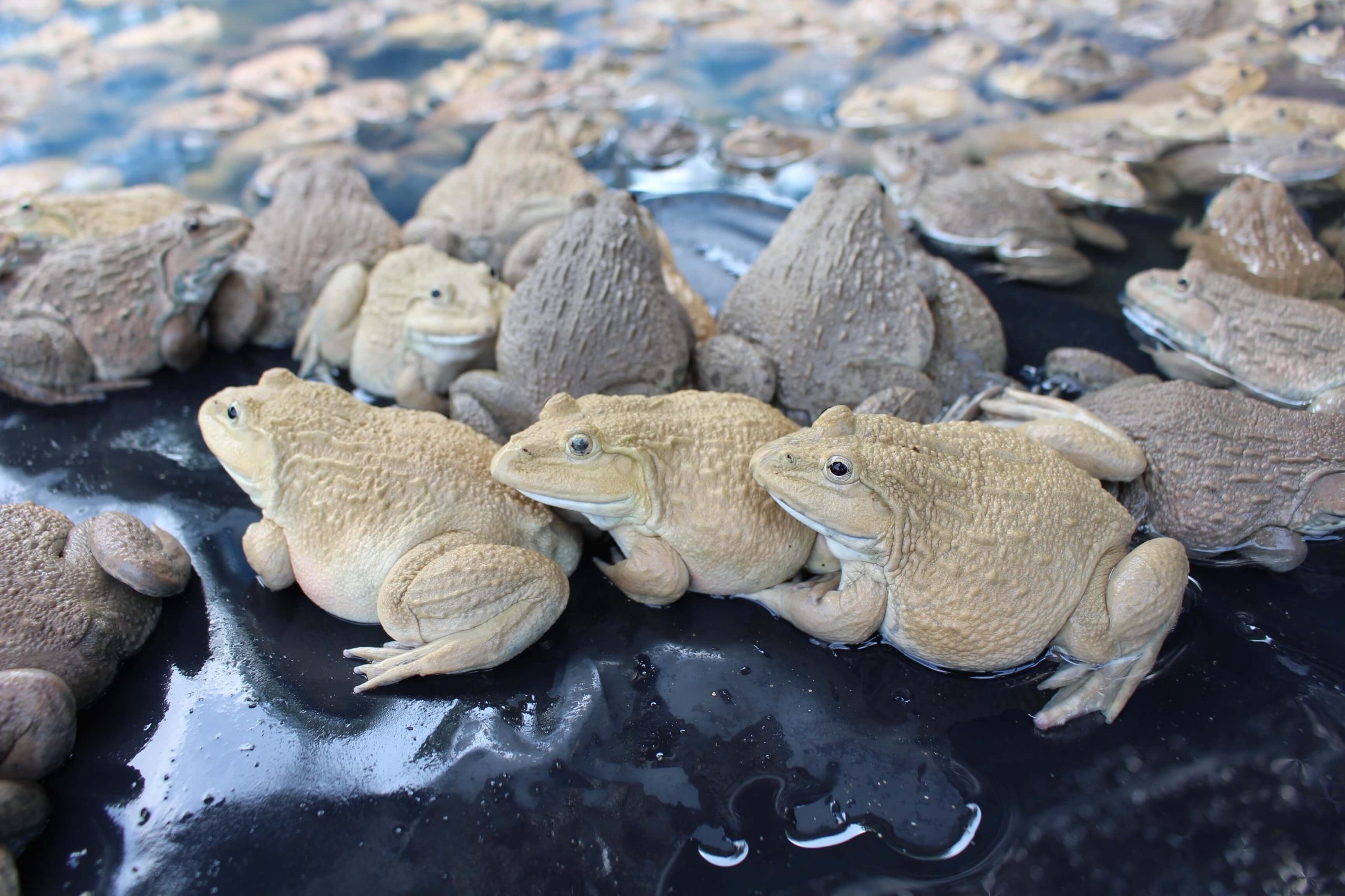 ฝันเห็นกบเยอะมาก เลขเด็ด - "Dreamed of seeing a lot of frogs, lucky numbers"