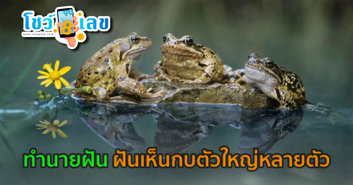 เปิดตำราทำนายฝัน ฝันเห็นกบตัวใหญ่หลายตัว มีเรื่องอะไรต้องระวังหรือเปล่า? พร้อมเลขเด็ด เช็คได้เลยที่นี่!