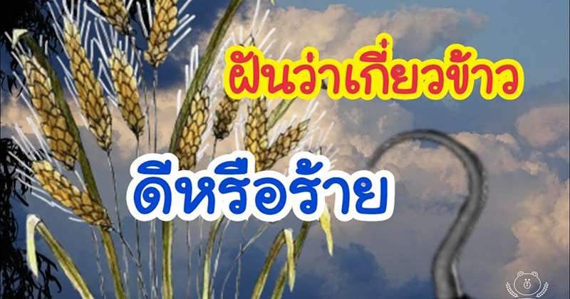 ฝันว่าได้เกี่ยวข้าว เลขเด็ด - "Dreaming about harvesting rice, lucky numbers"