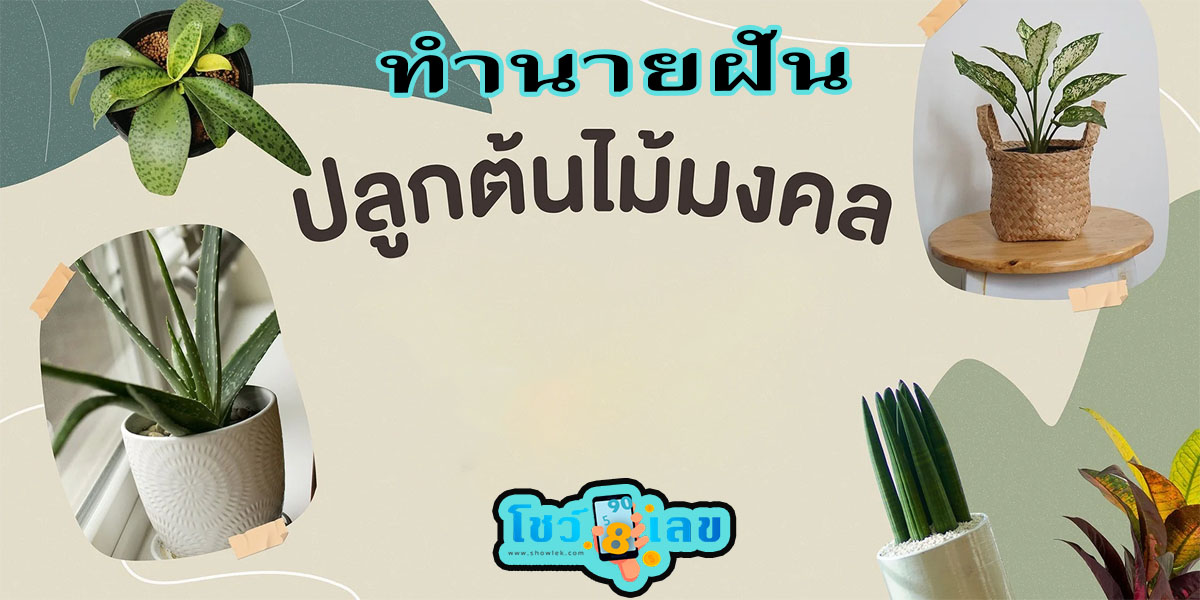 ฝันว่าได้ปลูกต้นไม้มงคล ดีไหม มีเรื่องอะไรต้องระวังหรือเปล่า? พร้อมเลขเด็ด เช็กได้เลยที่นี่ !