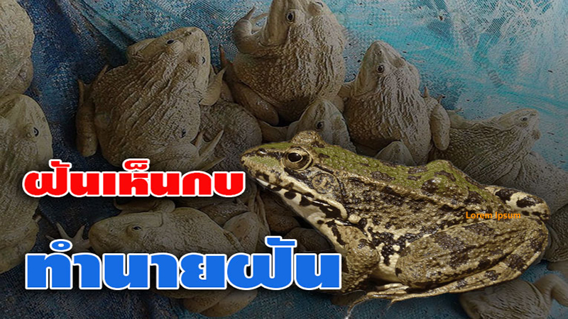 ฝันเห็นกบตัวใหญ่หลายตัว - "Dreaming of seeing a big frog, lucky numbers"