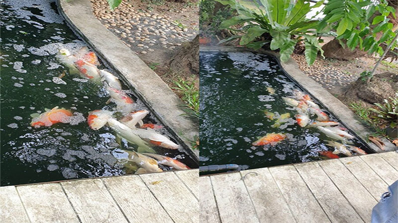 ปลาตายยกบ่อ-"Fish died in the pond"
