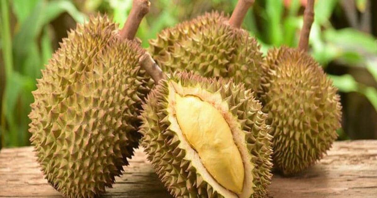 ฝันว่ากินทุเรียน-"Monthong Durian"