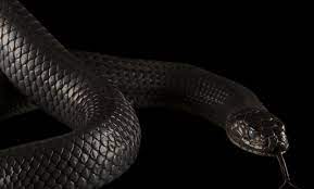 ฝันเห็นงูใหญ่สีดำ - "Dream of seeing a big black snake"