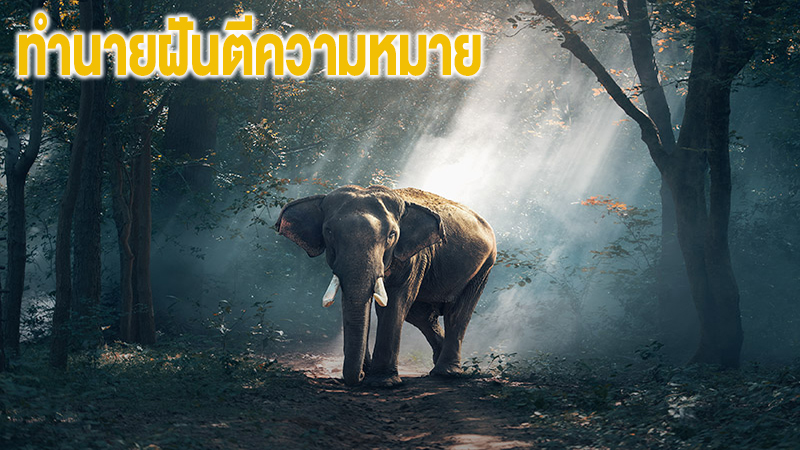 ฝันเห็นช้างใหญ่-"Dream of seeing a big elephant"