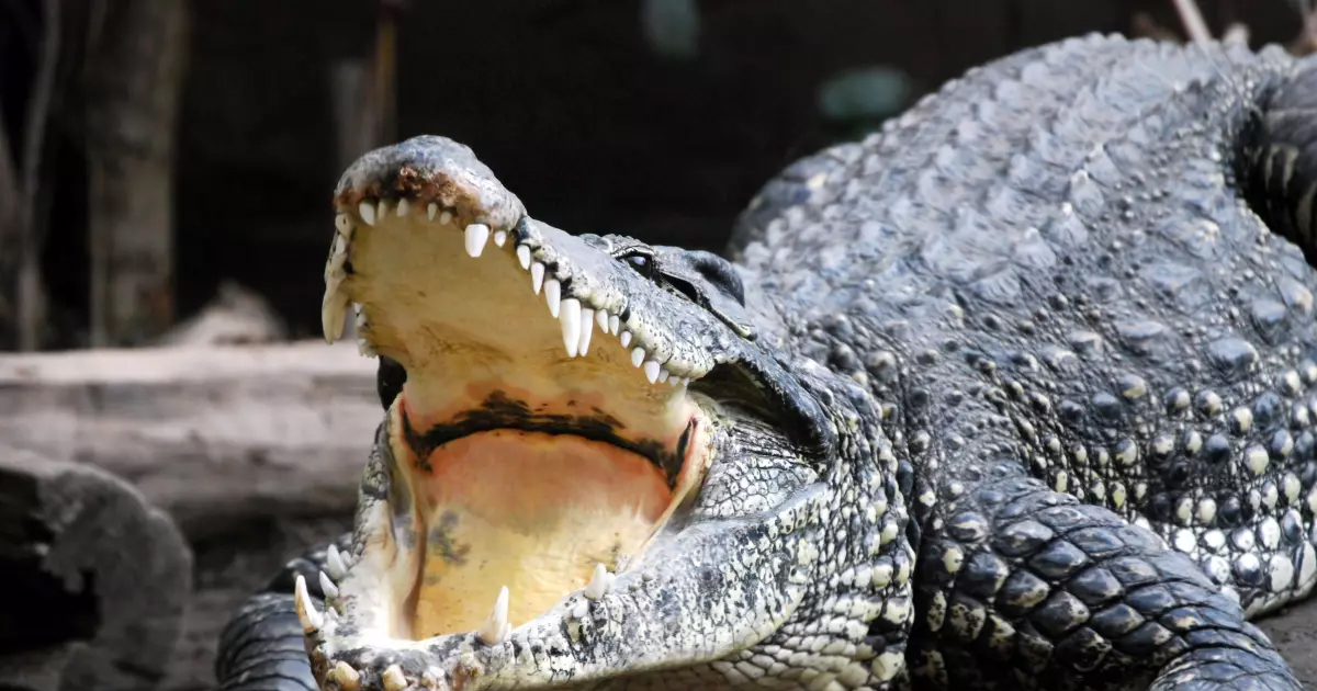 ฝันเห็นจระเข้กัดคน - "Dream of seeing a crocodile bite a person"