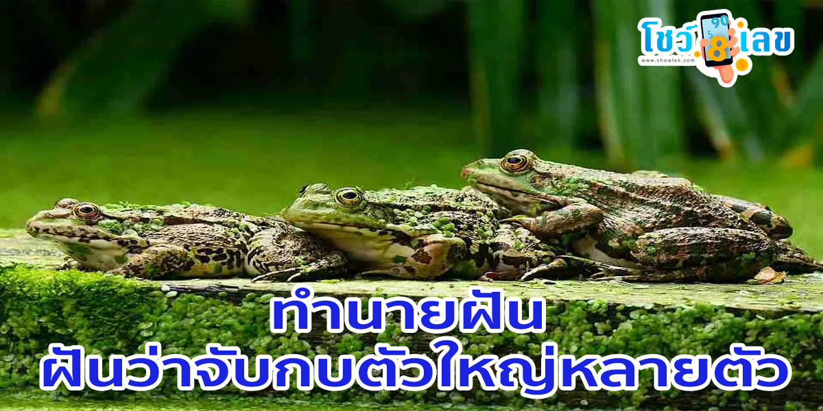 ฝันว่าจับกบตัวใหญ่หลายตัว หมายความว่าอย่างไร และมีเรื่องอะไรต้องระวัง พร้อมแนวทางเลขเด็ด เช็กได้เลยที่นี่!