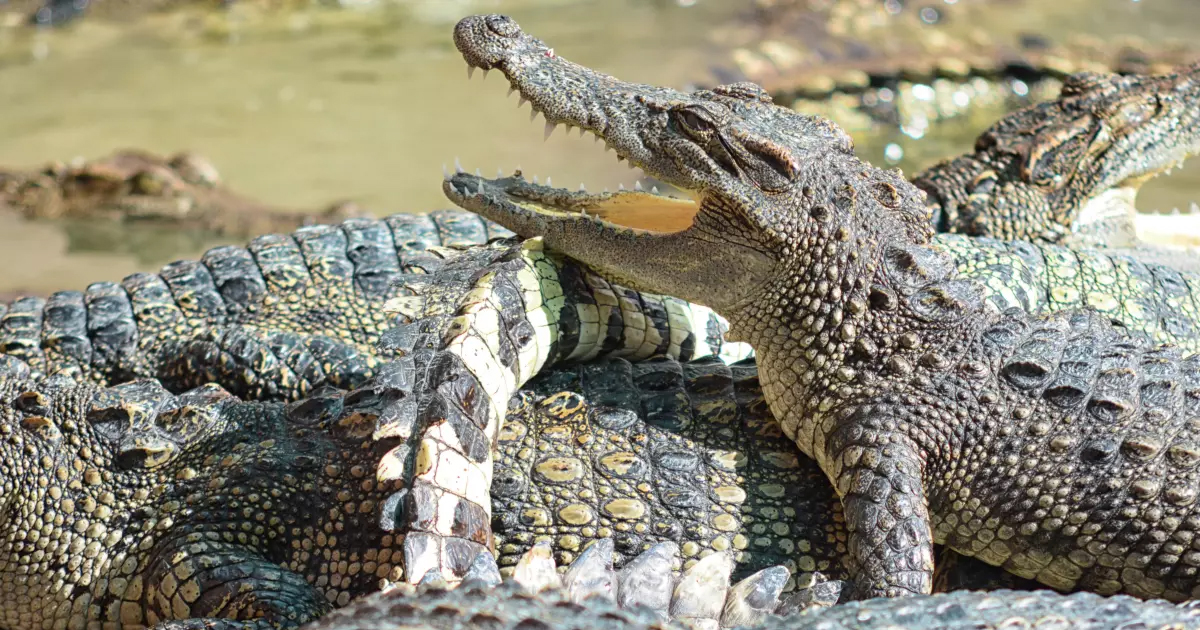 ฝันเห็นจระเข้ตัวใหญ่ไล่กัด - "Dreamed of seeing a large crocodile chasing and biting"