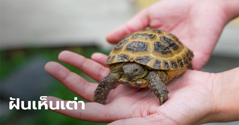 เห็นเต่าเลขอะไร-"What number of turtles do you see"