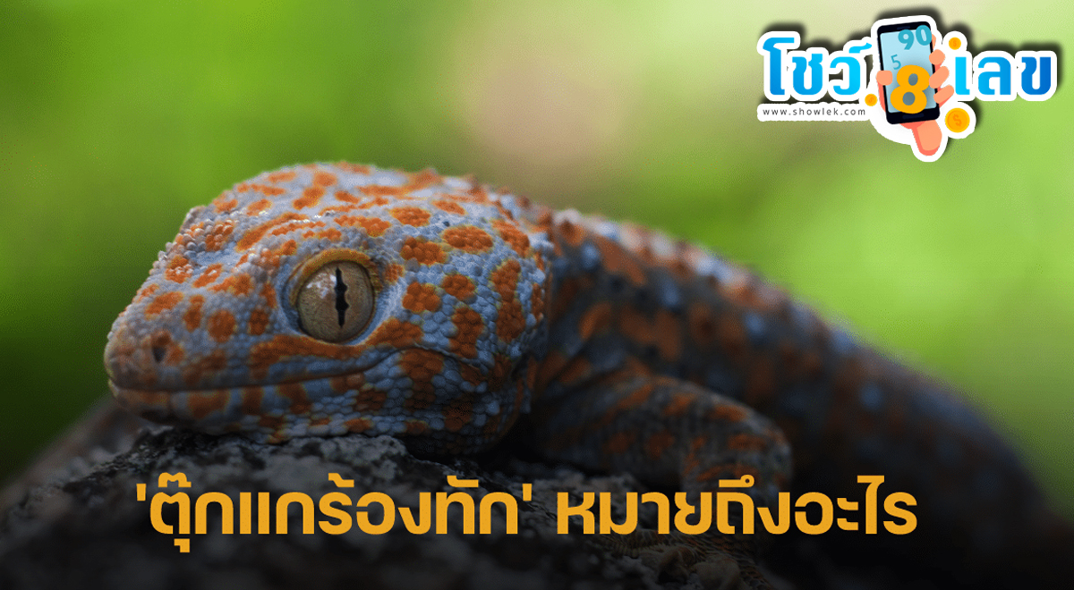 ‘ตุ๊กแกร้องทัก’ โชคดีหรือโชคร้าย ตีเลขเด็ดตามความเชื่อโบราณ เตรียมเช็กดวงก่อนออกจากบ้าน