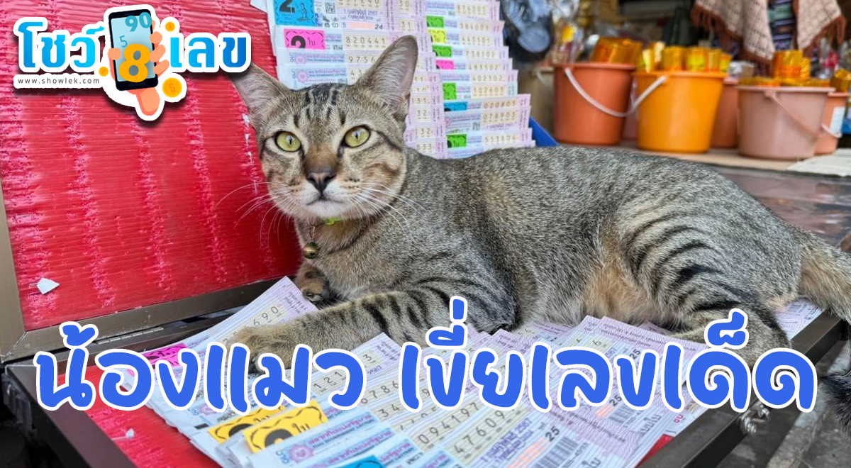 เอ็นดูไม่ไหว “น้องแมว” เขี่ยบอก “เลขเด็ดงวดนี้” 1 กุมภาพันธ์ 2567 คอหวยเชื่อมาให้โชค