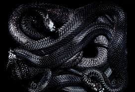 งูตัวสีดำคืองูอะไร - "What is the black snake?"