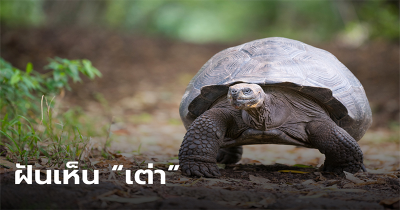ฝันเห็นเต่า 2 ตัว-"Dream of seeing 2 turtles"