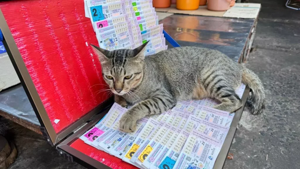  น้องแมว เขี่ยเลขเด็ด - "Little cat draws lucky numbers"