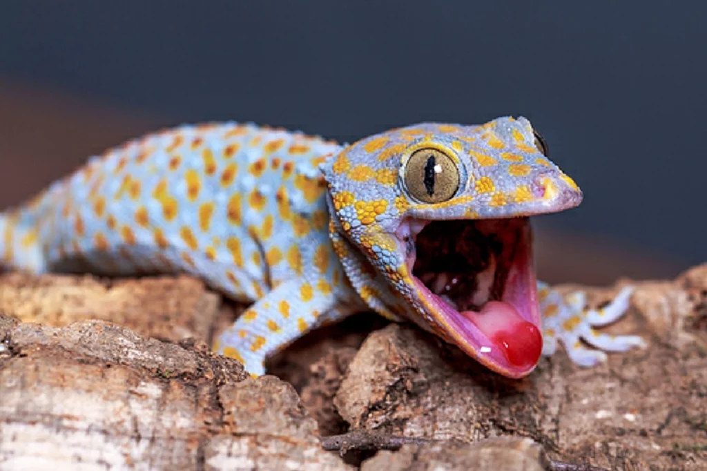 ตุ๊กแกร้อง 9 ครั้งเลขเด็ด - "Gecko cries 9 times, lucky number"
