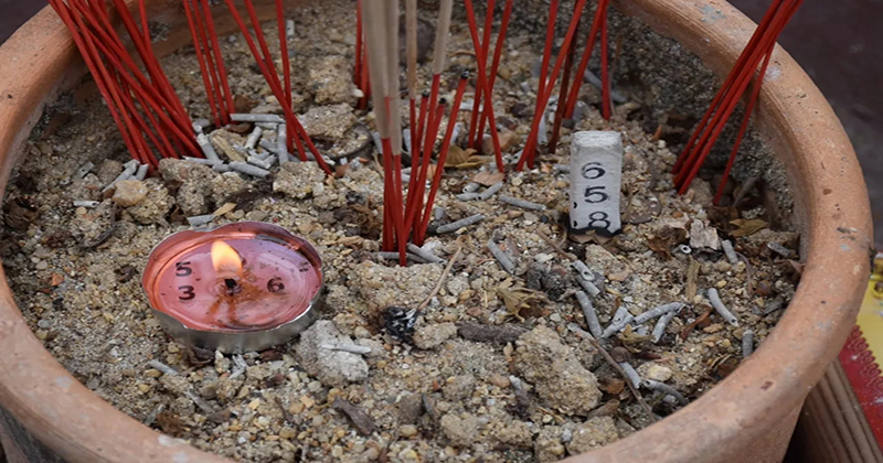 ต้นโพธิ์เงินโพธิ์ทอง ต้นจริง-"Bodhi Ngern Bodhi Tree, real tree"