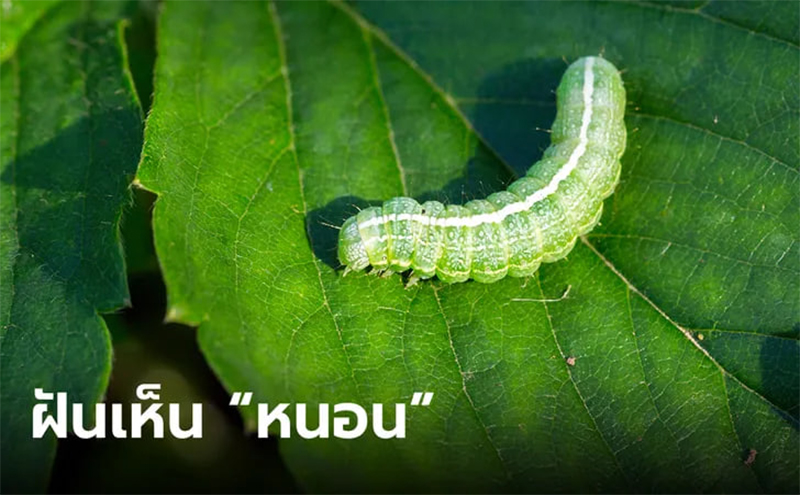 ฝันว่าเห็นหนอน-"Dream about worms"