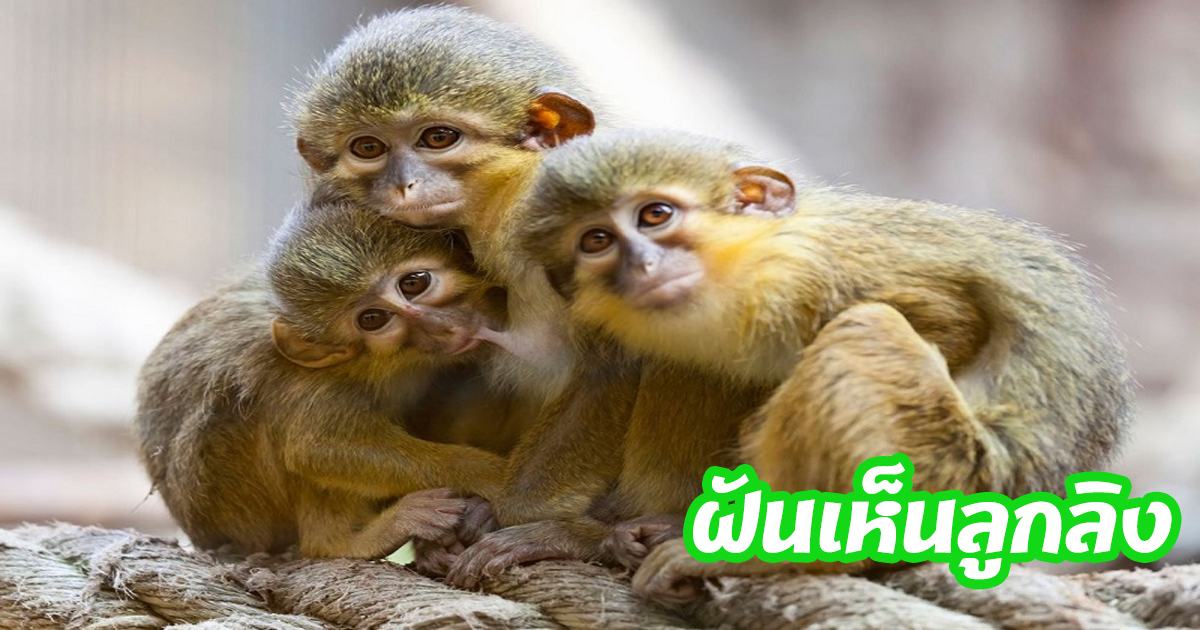 ฝันเห็นลิงหลายตัวเลขเด็ด-"Dreaming about seeing many monkeys, lucky numbers"