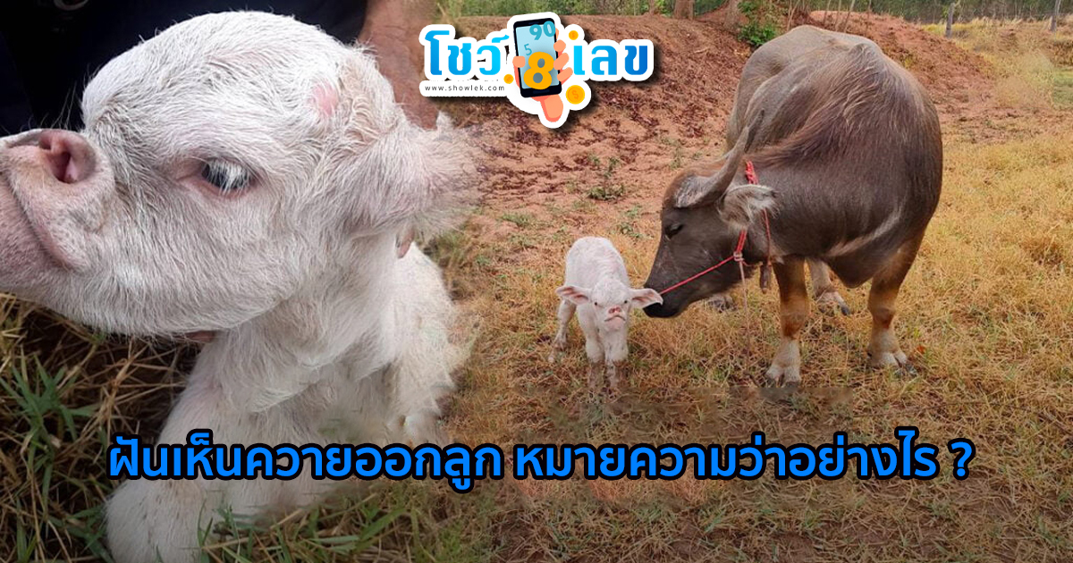 ฝันเห็นควายออกลูก ทำนายว่าอย่างไร? พร้อมตีเลขเด็ด ตามความฝัน ดูคำทำนาย แม่น ๆ ได้ที่นี่ showlek