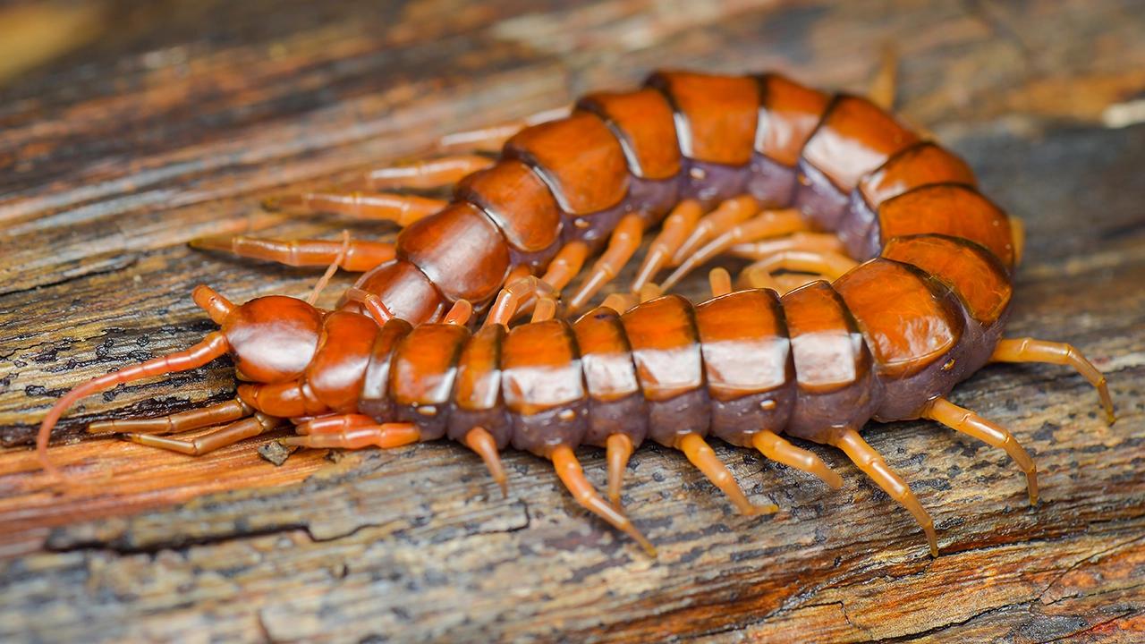 ทำนายฝัน เห็นตะขาบคลานตามร่างกาย -"Dream of seeing a centipede crawling on your body"