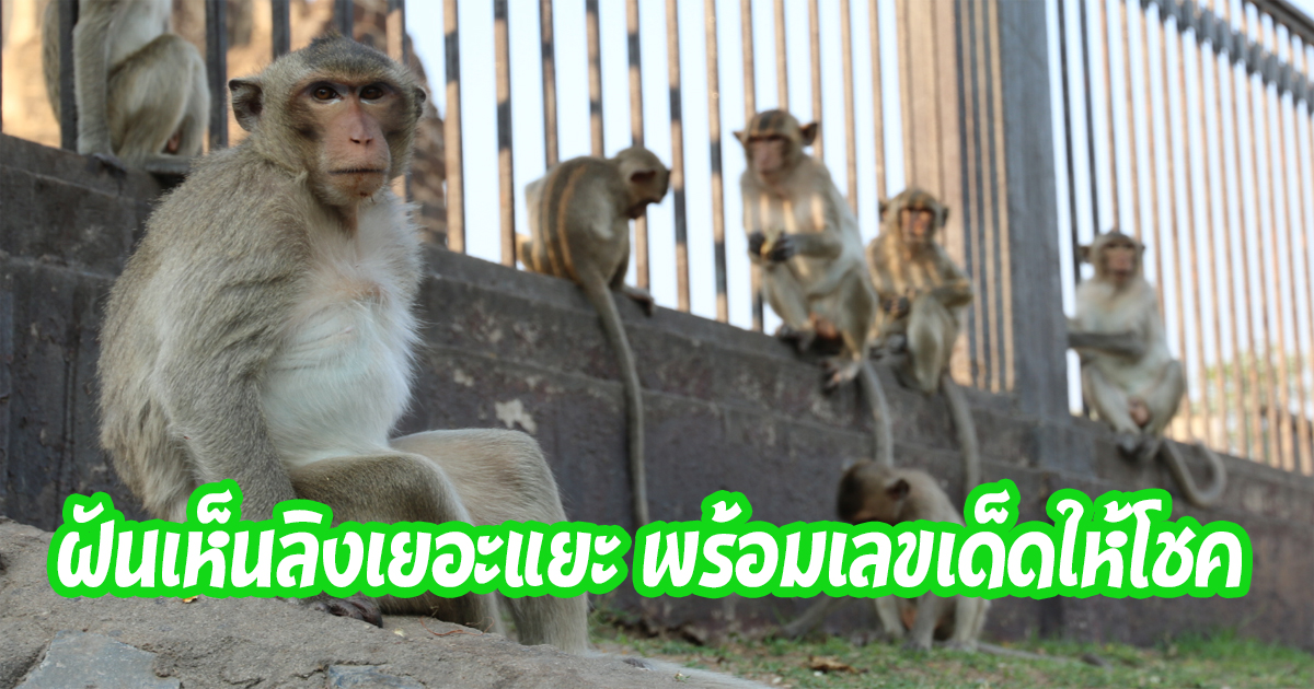 ฝันเห็นลิงหลายตัว-"Dream of seeing many monkeys"