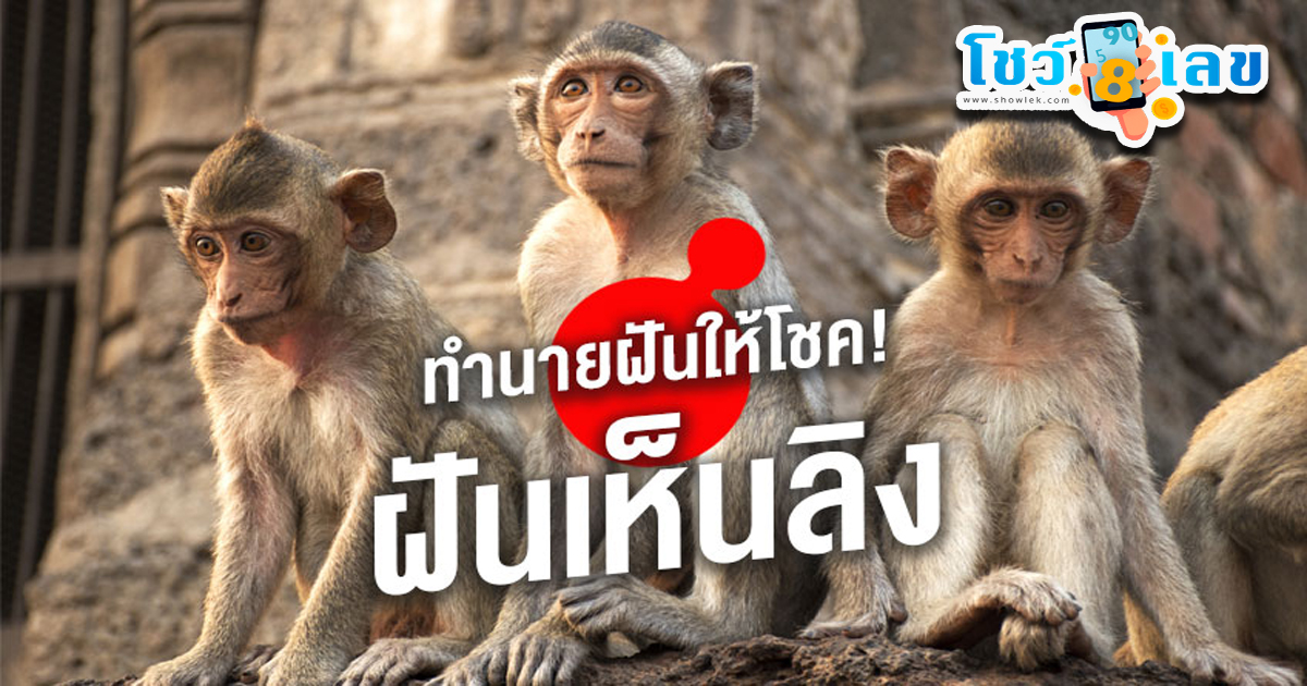 ฝันเห็นลิง  ฝันเห็นลิงหลายตัว ทำนายฝันหมายถึงอะไร พร้อมบอกเลขโชคลาภเลขของความฝัน