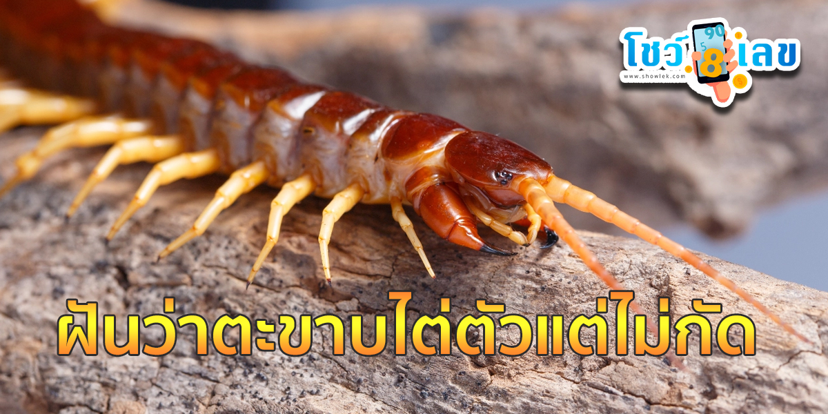 ฝันว่าตะขาบไต่ตัวแต่ไม่กัด เปิดตำราทำนาย “ฝันเห็นตะขาบตัวใหญ่” จะมีโชคลาภจริงหรือ?