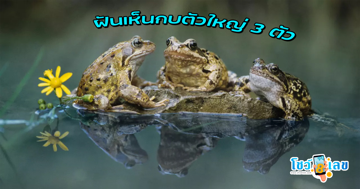 ฝันเห็นกบตัวใหญ่ เปิดคำทำนายฝัน พร้อมตีเลขเด็ด แนะนำโชคลาภ จะมีความหมายว่าอย่างไร ต้องระวังเรื่องไหนบ้างไปดูกันเลย