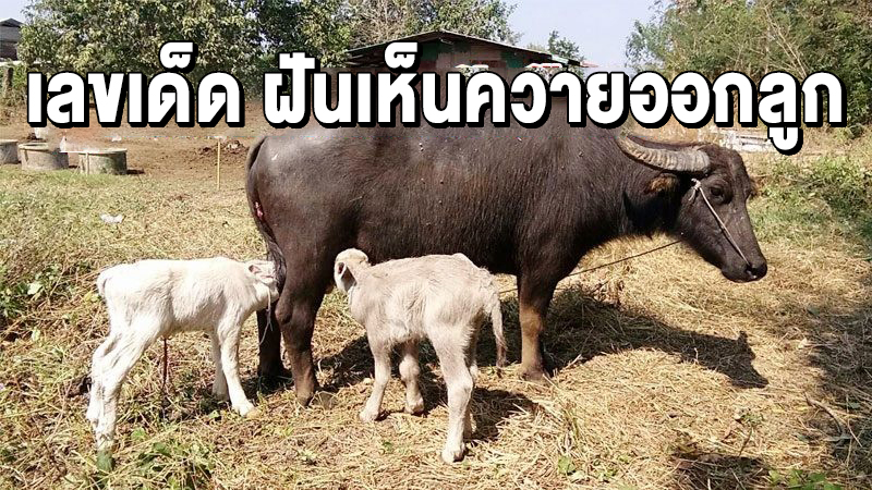 ฝันเห็นควายออกลูก2ตัว-"Dreamed of seeing a buffalo give birth to 2 calves"