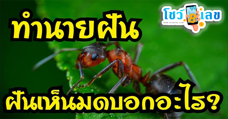 ฝันว่ามดขึ้นบ้าน - "Dreamed that ants were in the house"