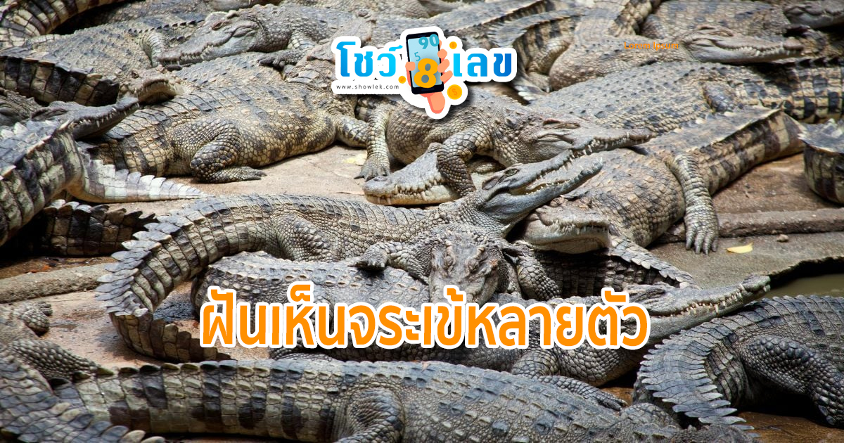 ฝันเห็นจระเข้หลายตัว ฝันเห็นจระเข้ ทำนายฝัน เลขเด็ด ฝันนี้เป็นลางบอกเหตุใด