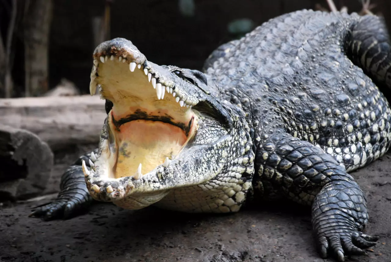 ฝันเห็นจระเข้ตัวใหญ่หลายตัว-"Dreamed of seeing many large crocodiles."