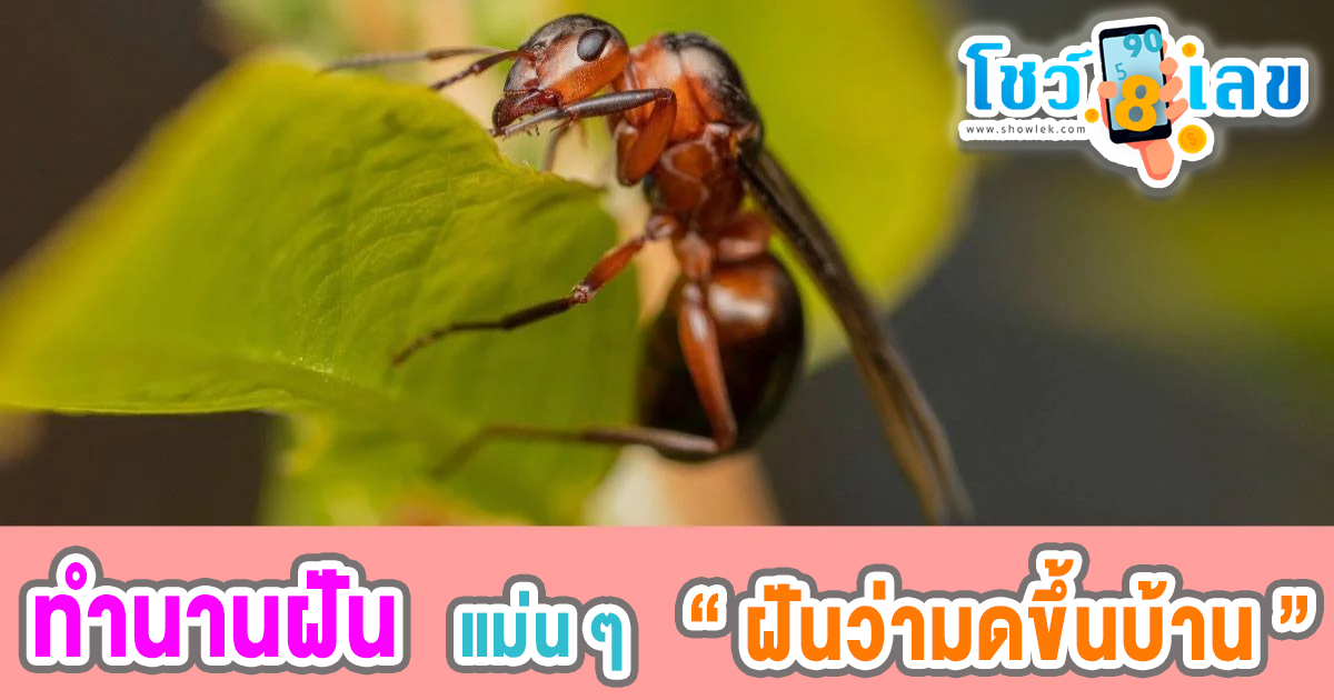 ฝันว่ามดขึ้นบ้าน ทำนายว่าอย่างไร? พร้อมตีเลขเด็ด ตามความฝัน ดูคำทำนาย แม่น ๆ ได้ที่นี่ โชว์เลข