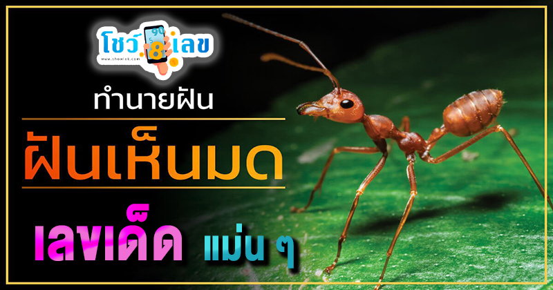 ฝันว่ามดขึ้นบ้าน เลขเด็ด -"Dreaming of ants entering the house lucky numbers"