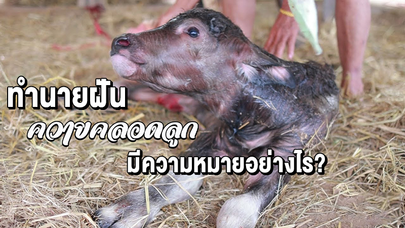 ฝันเห็นควายออกลูก -"Dream of seeing a buffalo giving birth"
