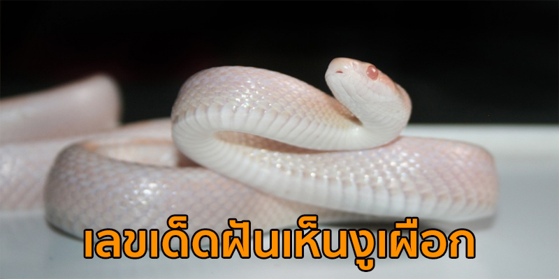 ฝันเห็นงูเผือก เลขเด็ด-"Dreaming of seeing an albino snake, lucky numbers"