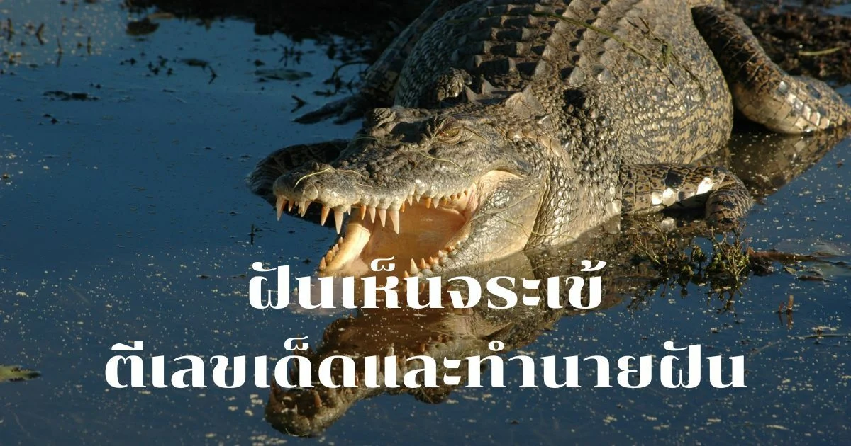ฝันเห็นจระเข้หลายตัว-"Dreamed of seeing many crocodiles"
