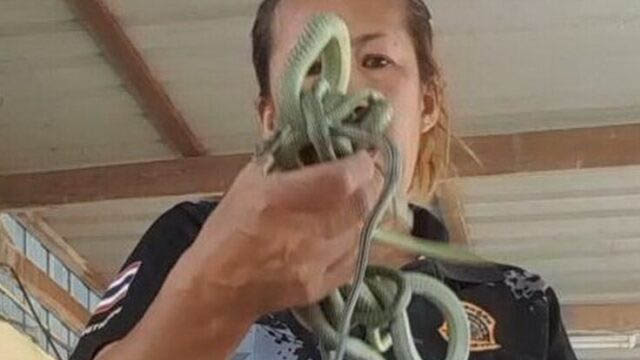 เลขเด็ด ฝูงลูกงูเขียว - "Lucky number: group of baby green snakes"