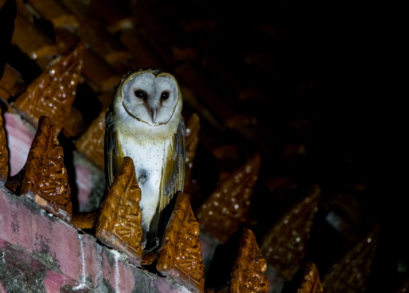 เจอนกแสก ตอนกลางคืน - "Saw a spotted owl at night"