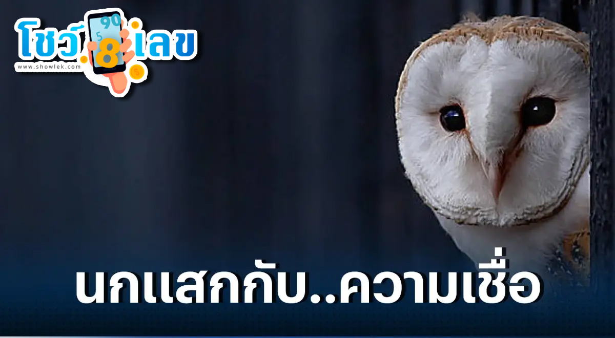 เปิดความเชื่อ “นกแสก” หรือ “นกผี” นกแสกบินวน เกาะหลังคาบ้าน คือลางร้ายจริงหรือไม่ มาไขคำตอบกันตรงนี้