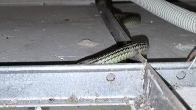 ฝูงลูกงูเขียว - "group of baby green snakes"