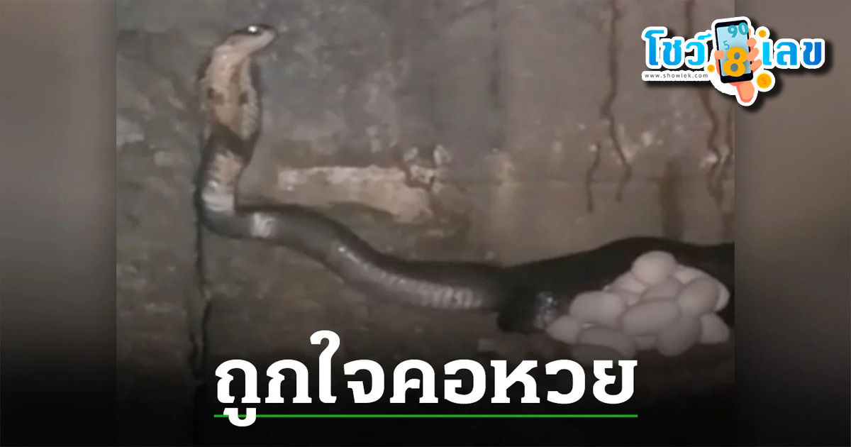 คอหวยตามส่องเลขเด็ด งูเห่านอนกกไข่ใต้ถุนบ้าน เชื่อมาให้โชค งวด 2/05/67