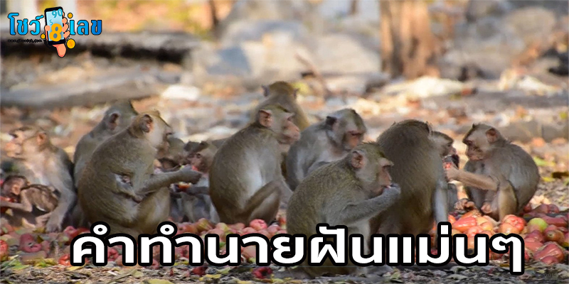 ฝันเห็นลิงฝูงใหญ่-"Dream of seeing a large group of monkeys"