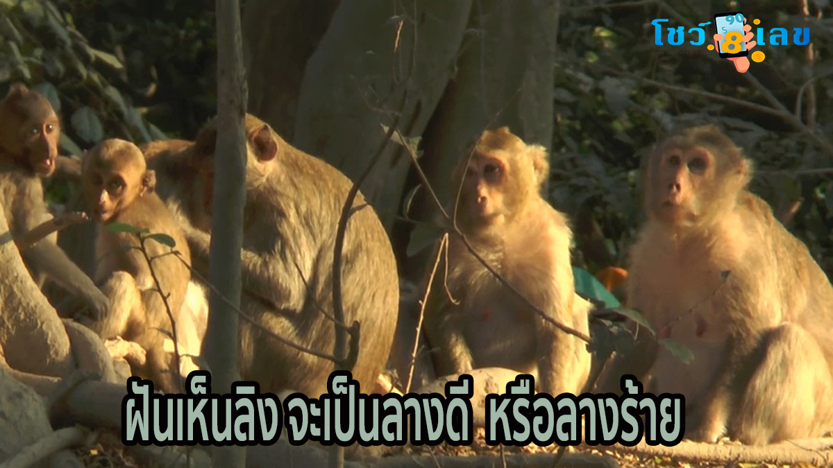 ฝันเห็นลิง จะเป็นลางดี หรือลางร้าย ฟรี คำทำนายความฝัน แม่น ๆ พร้อมเลขมงคล ได้ที่นี่ !!